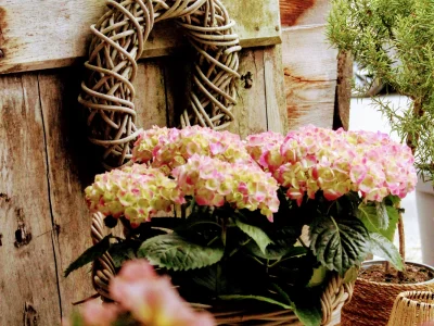 Freie Trauung im Hochzeitswald des Landgasthaus Splietker in Süddinker